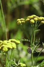 Charming little snail, July, Germany, Europe