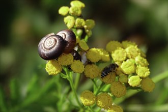 Charming little snail, July, Germany, Europe