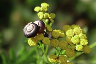 Charming little snail, July, Germany, Europe