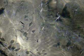 Common pond skater (Gerris Lacustris) on a pond, July, Germany, Europe