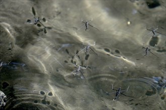 Common pond skater (Gerris Lacustris) on a pond, July, Germany, Europe