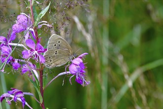 Ringlet (Aphantopus hyperantus), summer, Saxony, Germany, Europe