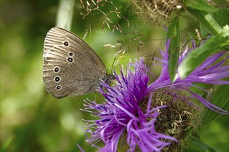 Ringlet (Aphantopus hyperantus), summer, Saxony, Germany, Europe