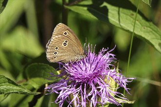 Ringlet (Aphantopus hyperantus), summer, Saxony, Germany, Europe