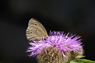 Ringlet (Aphantopus hyperantus), summer, Saxony, Germany, Europe