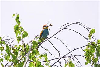 Bee-eater (Merops apiaster), summer, Saxony, Germany, Europe