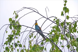 Bee-eater (Merops apiaster), summer, Saxony, Germany, Europe