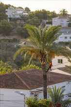 Arborist pruning the crown of a palm tree in Altea La Vella, province of Alicante, autonomous