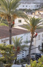 Arborists pruning the crowns of palm trees in Altea La Vella, province of Alicante, autonomous