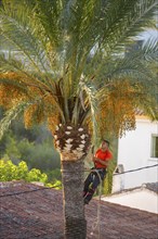 Arborist pruning the crown of a palm tree in Altea La Vella, province of Alicante, autonomous