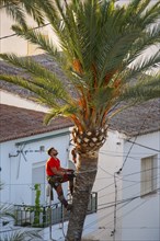 Arborist pruning the crown of a palm tree in Altea La Vella, province of Alicante, autonomous