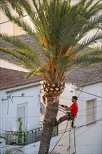 Arborist pruning the crown of a palm tree in Altea La Vella, province of Alicante, autonomous