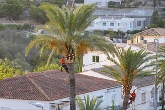 Arborists pruning the crowns of palm trees in Altea La Vella, province of Alicante, autonomous