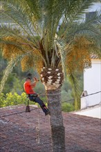 Arborist pruning the crown of a palm tree in Altea La Vella, province of Alicante, autonomous