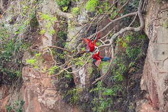 Red-and-green macaw (Ara chloropterus) Buraco das Araras Brazil