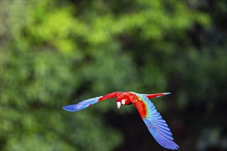 Red-and-green macaw (Ara chloropterus) Buraco das Araras Brazil