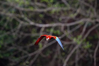 Red-and-green macaw (Ara chloropterus) Buraco das Araras Brazil