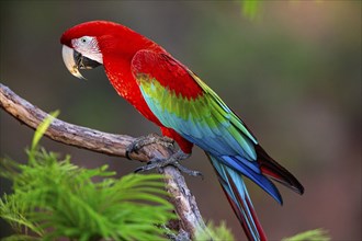 Red-and-green macaw (Ara chloropterus) Buraco das Araras Brazil