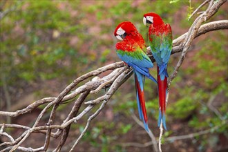 Red-and-green macaw (Ara chloropterus) Buraco das Araras Brazil