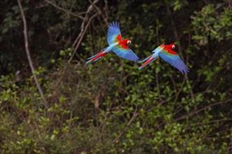 Red-and-green macaw (Ara chloropterus) Buraco das Araras Brazil