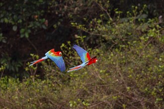 Red-and-green macaw (Ara chloropterus) Buraco das Araras Brazil