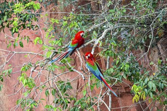 Red-and-green macaw (Ara chloropterus) Buraco das Araras Brazil