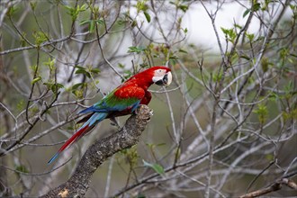 Red-and-green macaw (Ara chloropterus) Buraco das Araras Brazil