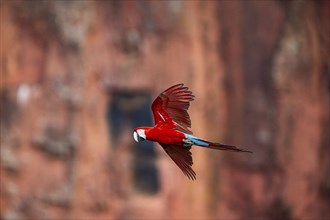 Red-and-green macaw (Ara chloropterus) Buraco das Araras Brazil