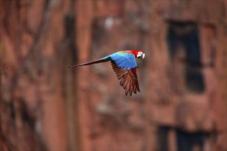 Red-and-green macaw (Ara chloropterus) Buraco das Araras Brazil