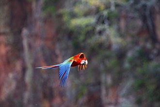 Red-and-green macaw (Ara chloropterus) Buraco das Araras Brazil