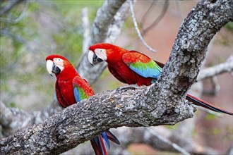 Red-and-green macaw (Ara chloropterus) Buraco das Araras Brazil