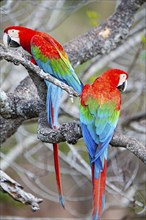 Red-and-green macaw (Ara chloropterus) Buraco das Araras Brazil