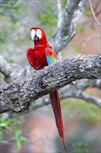 Red-and-green macaw (Ara chloropterus) Buraco das Araras Brazil