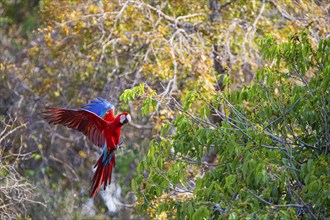 Red-and-green macaw (Ara chloropterus) Buraco das Araras Brazil