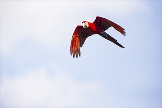 Red-and-green macaw (Ara chloropterus) Buraco das Araras Brazil