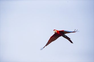 Red-and-green macaw (Ara chloropterus) Buraco das Araras Brazil