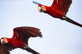 Red-and-green macaw (Ara chloropterus) Buraco das Araras Brazil