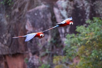 Red-and-green macaw (Ara chloropterus) Buraco das Araras Brazil