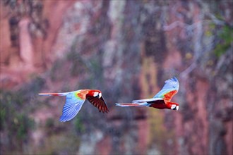 Red-and-green macaw (Ara chloropterus) Buraco das Araras Brazil