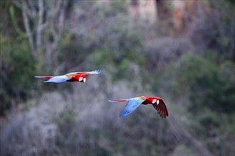 Red-and-green macaw (Ara chloropterus) Buraco das Araras Brazil