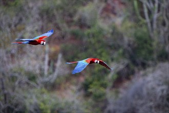 Red-and-green macaw (Ara chloropterus) Buraco das Araras Brazil