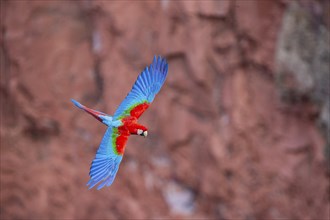 Red-and-green macaw (Ara chloropterus) Buraco das Araras Brazil