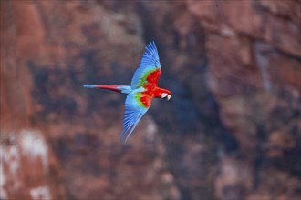 Red-and-green macaw (Ara chloropterus) Buraco das Araras Brazil