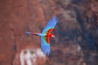 Red-and-green macaw (Ara chloropterus) Buraco das Araras Brazil