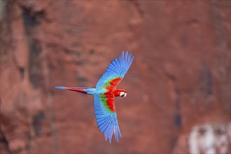 Red-and-green macaw (Ara chloropterus) Buraco das Araras Brazil