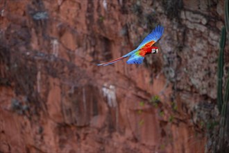 Red-and-green macaw (Ara chloropterus) Buraco das Araras Brazil