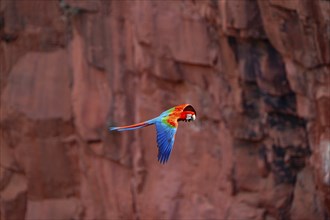 Red-and-green macaw (Ara chloropterus) Buraco das Araras Brazil