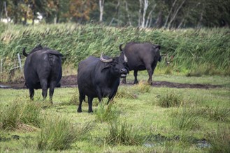 Water buffalo (Bubalus arnee) standing in a meadow on the Baltic Sea peninsula