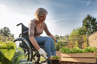 Woman in a wheelchair tending to plants in a raised bed in the garden, ai generated, KI generated,