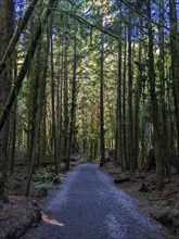 Juan de Fuca Trail. Vancouver Island British Columbia, Canada, North America